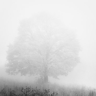 maple tree and a mist