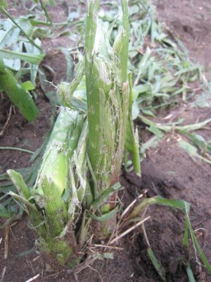 Damage to the maize near Epe