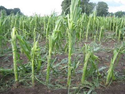 Cut-off maize