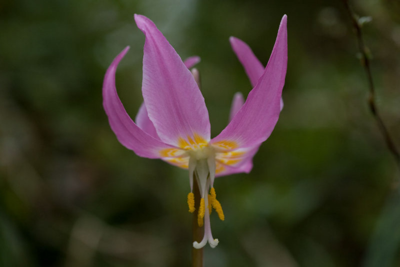 Erythronium Pink Beauty