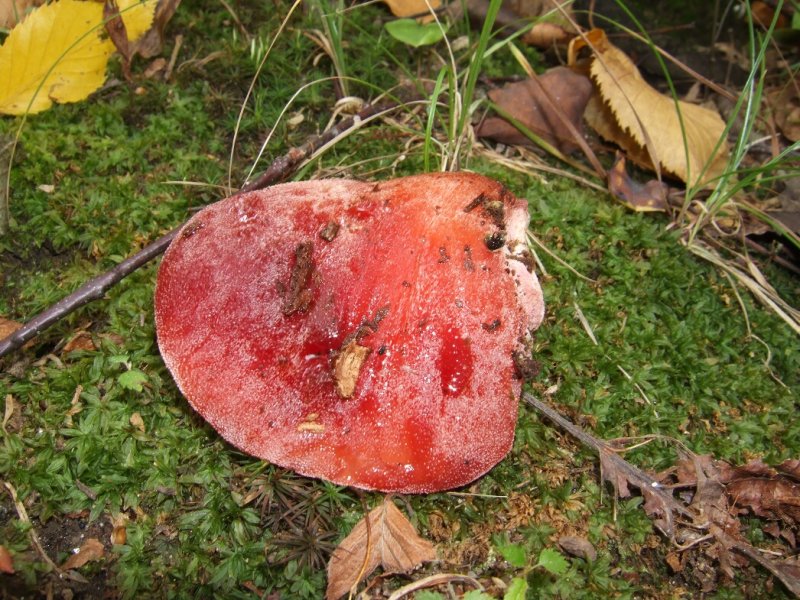 Fistulina hepatica6339.JPG