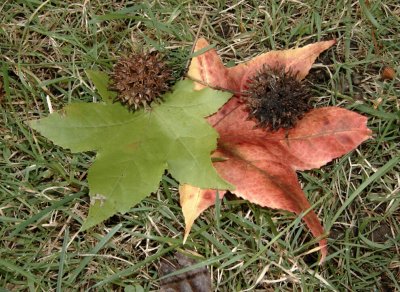 Sycamore Leaves & Fruits 5627.jpg