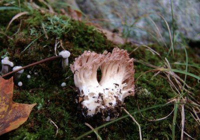 Ramaria botrytis5647.jpg