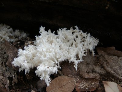 Hericium ramosum5660.jpg