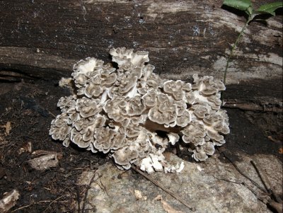 Grifola frondosa5633.jpg