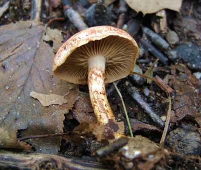 Cortinarius bolaris5645.jpg