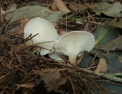 Clitocybe clavipes5702.jpg