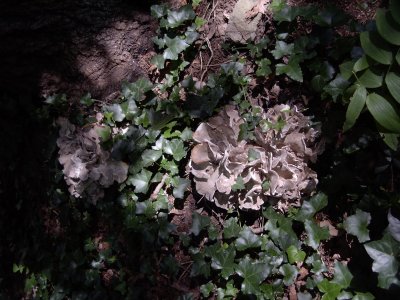 Grifola frondosa - Hen of the Woods 0004.JPG