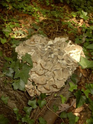 Grifola frondosa - Hen of the Woods 0007.JPG