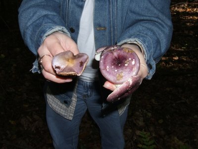 Cortinarius iodes and purple Russula 10010028.JPG