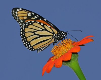 Monarch (male 2006)