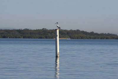 Pelican sentinel. Moreon Bay