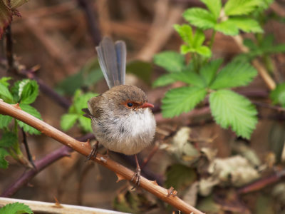 female Wren