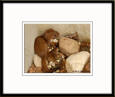 North American Weasel