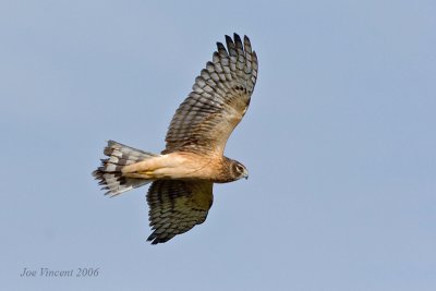 Northern Harrier