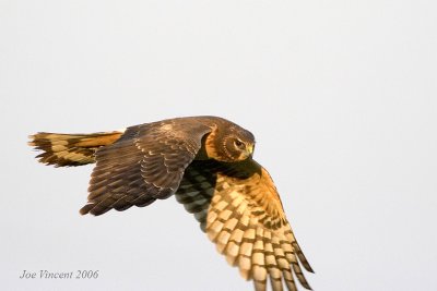 Norther Harrier with a clipped wing
