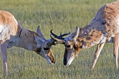 Pronghorn216res.jpg