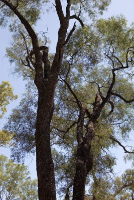 Ooline Trees ~ Tregole National Park