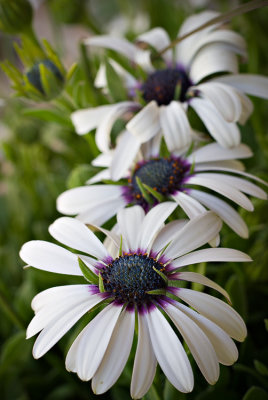 African Daisy