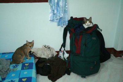 Andy's cats on my luggage, Chiang Mai