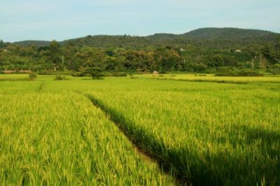 Paddy fields near Chiang Mai