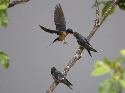 Barn Swallow feeding fledgling