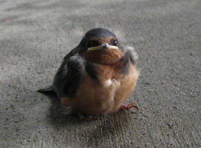 Barn swallow fledgling after first flight