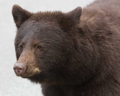 This was the cub from 2007 back as a second summer juvenile