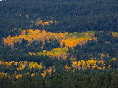 Fall color patches in the Fraser River valley