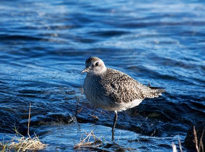 Another Juvenile Black-bellied Plover