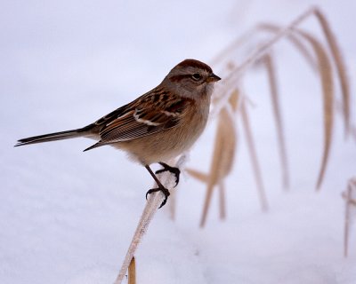 Tree Sparrow in the snow