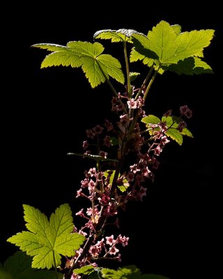 Trailing Black Current in bloom