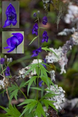 Monkshood with inset close-ups of the flower