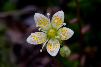 Spotted saxifrage flower