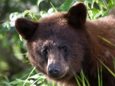 Juvenile Cinnamon phase black bear 6/29/08