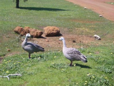 KangarooIsland_CapeBarronGeese9052.JPG