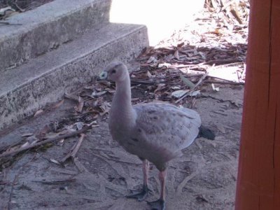 KangarooIsland_CapeBarronGeese9053.JPG