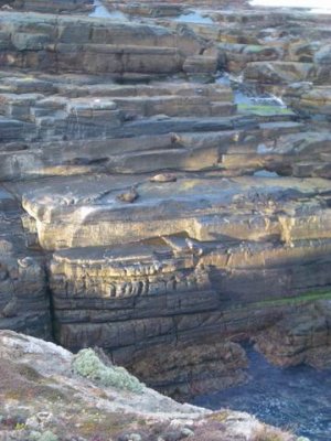 Animals of Kangaroo Island