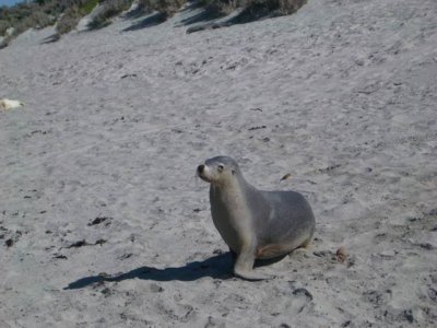 KangarooIsland_SeaLions@SealBay8983.JPG