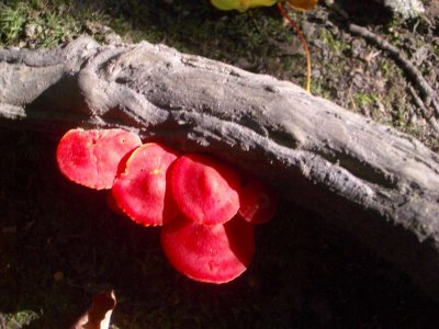 CubeMtNewHavenFungus2006-09-25 016.JPG