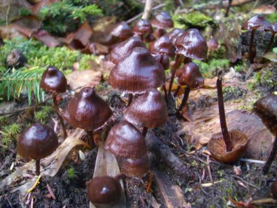 BrownMushroomCubeMt2NewHampshire2006 015.JPG