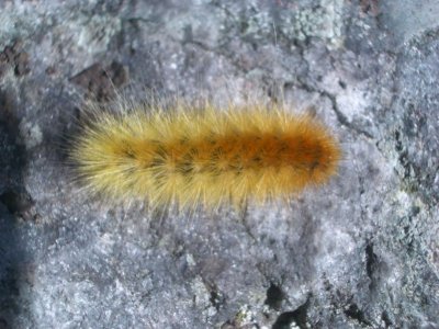 CaterpillarCubeMt2NewHampshire2006 019.JPG