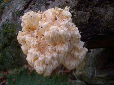 WhiteFungusCubeMt2NewHampshire2006 039.JPG