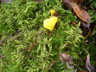 YellowFungusCubeMt2NewHampshire2006 016.JPG