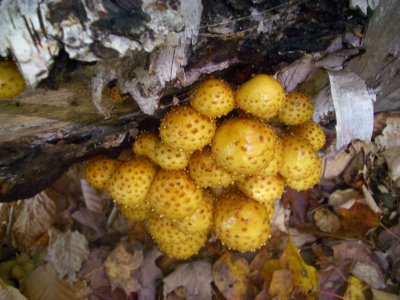 YellowFungusCubeMt2NewHampshire2006 045.JPG