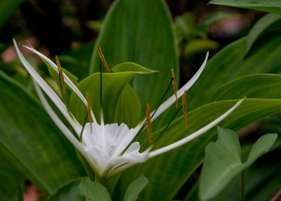 Cha Ðậu - H Ty Province 2008