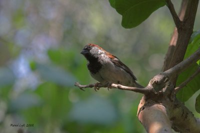 House Sparrow