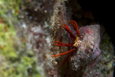 Red Reef Hermit Crab