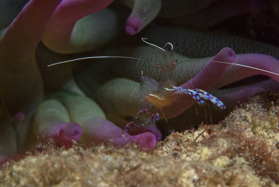 Bonaire Cleaner Shrimp and Anemones