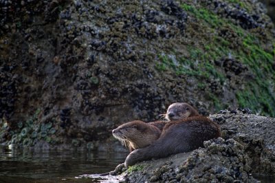 River Otters
